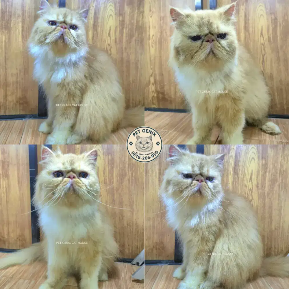 Kucing Peaknose Extreme Longhair Indukan Betina