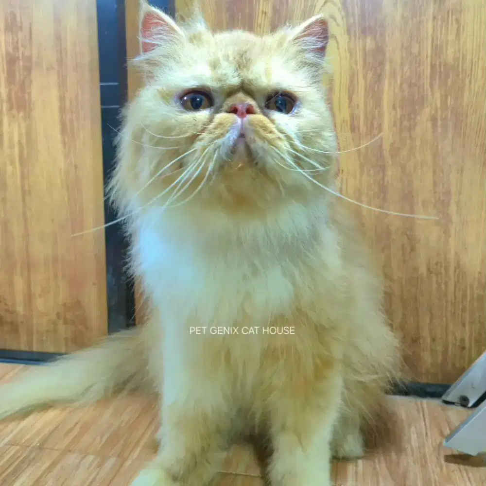 Kucing Peaknose Extreme Longhair Indukan Betina