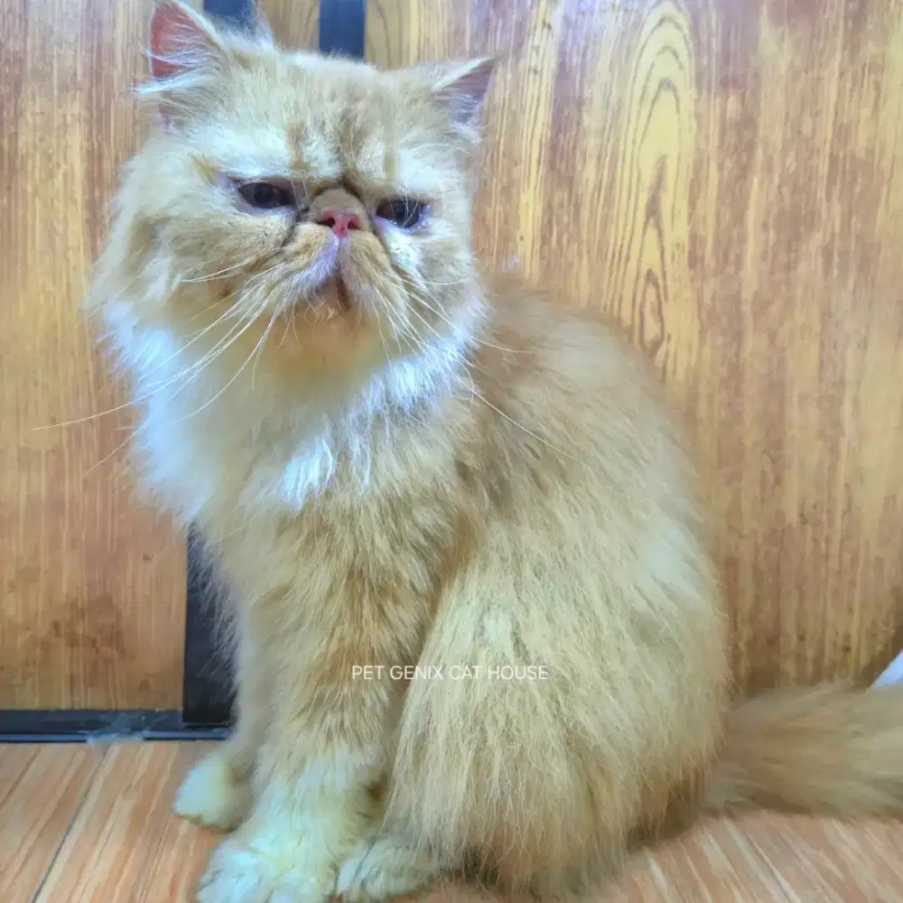 Kucing Peaknose Extreme Longhair Indukan Betina
