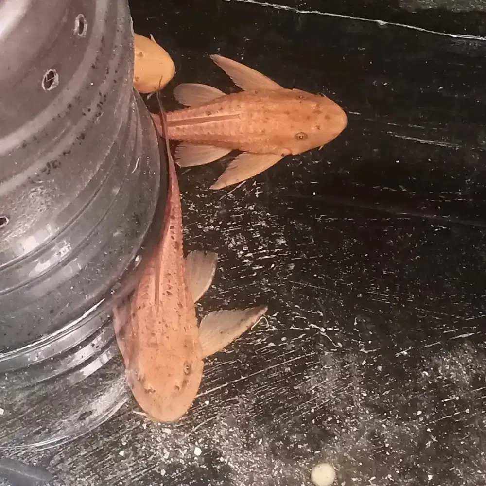 GRATIS Ikan Sapu-Sapu Albino 7 Ekor