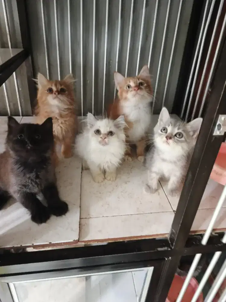 Persia jantan-betina 2,5 bulan