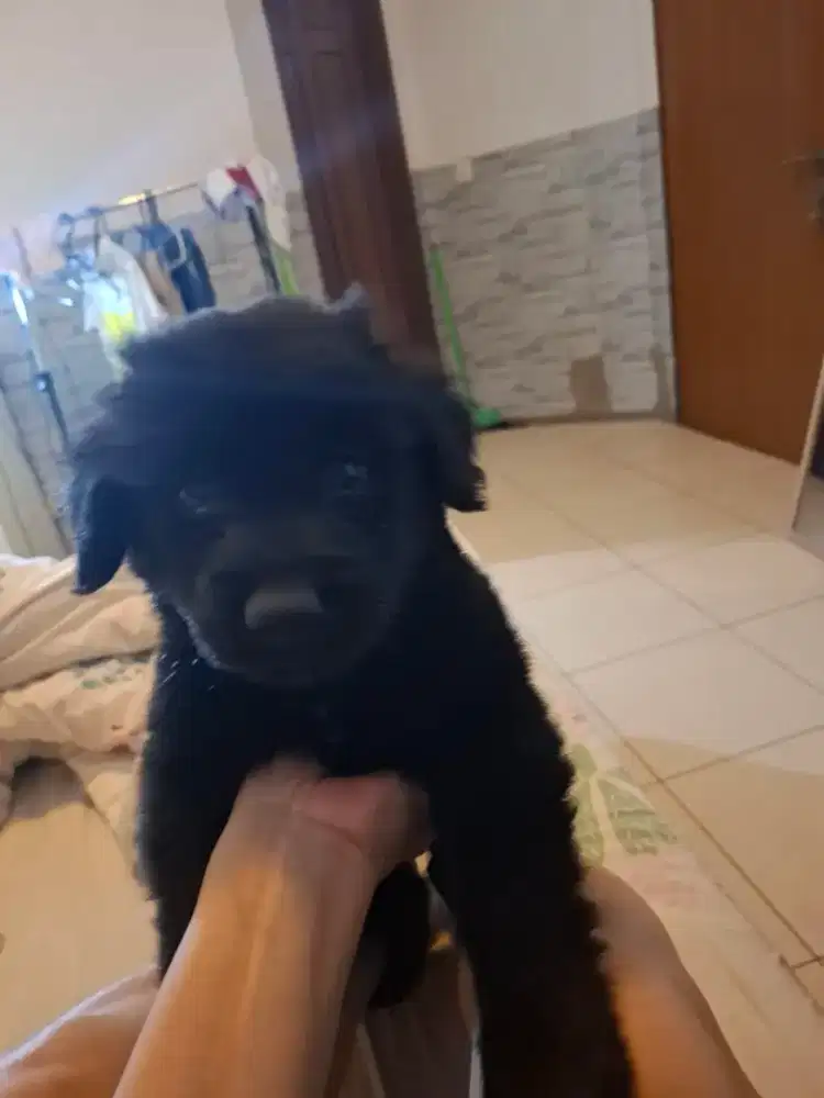 Golden retriver Hitam