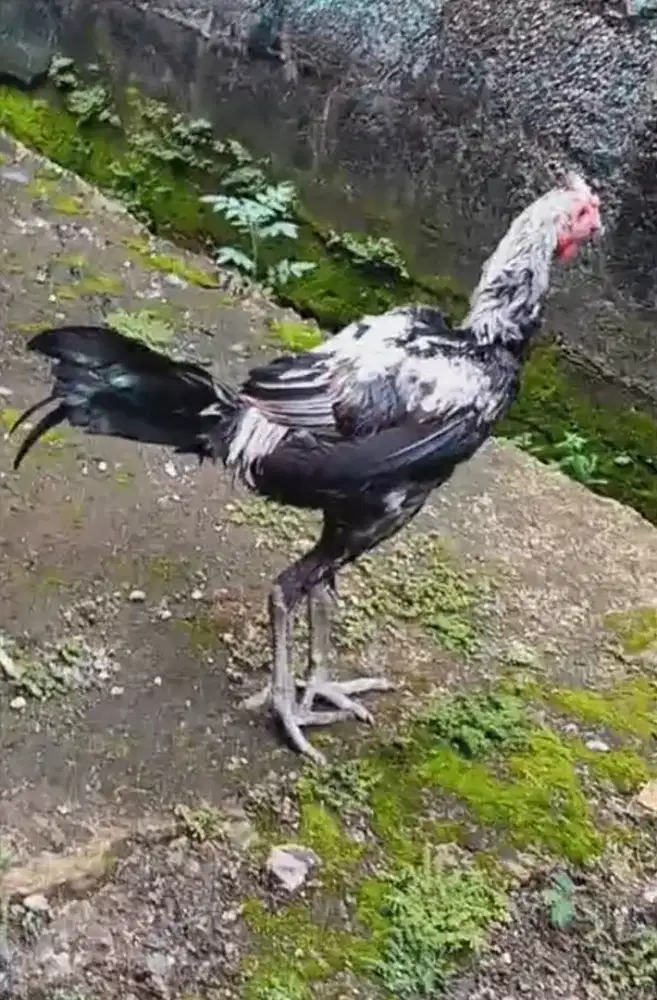 Ayam Jantan Pama Ninja