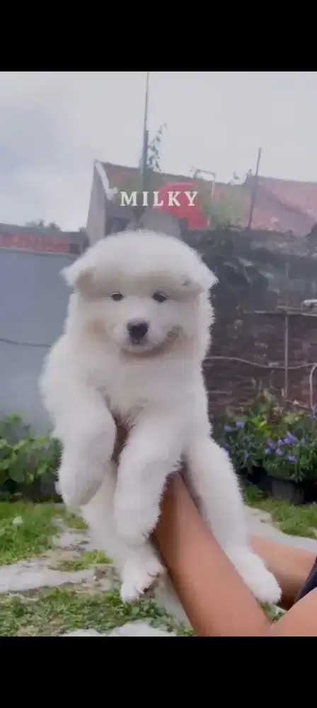 Di jual Anak anjing Samoyed lucu dan sehat