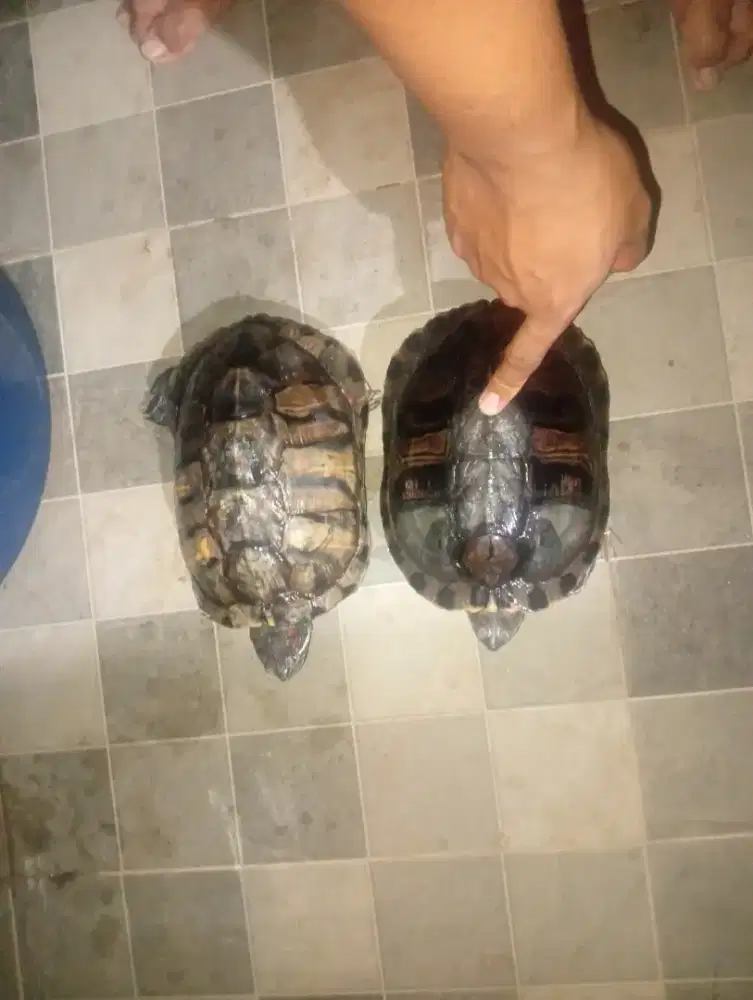 Kura Kura Brazil Dewasa umur 7 tahun