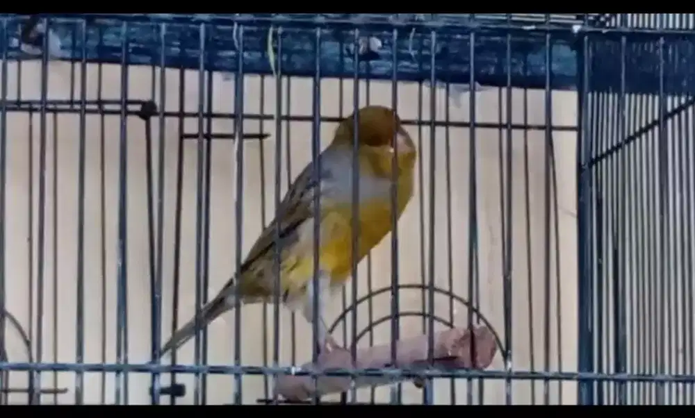 Kenari f1 bodi gempal