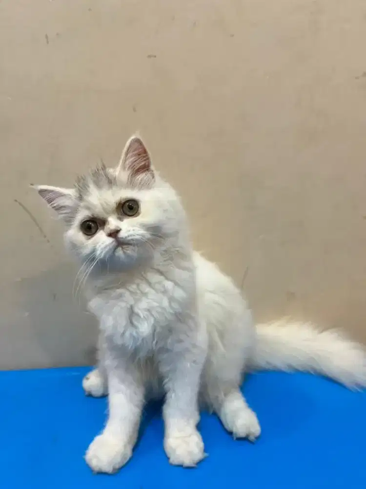 Kucing kitten persia flatnose