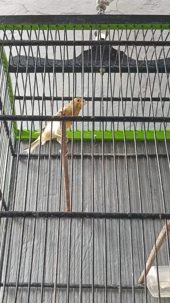 Dijual burung kenari loper sdh gacor