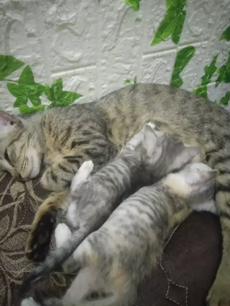 Yg mau adopsi kucing