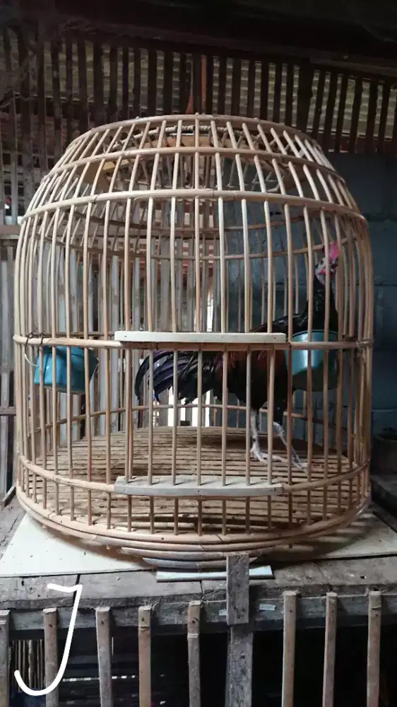 Ayam Bekisar 7 Bulan