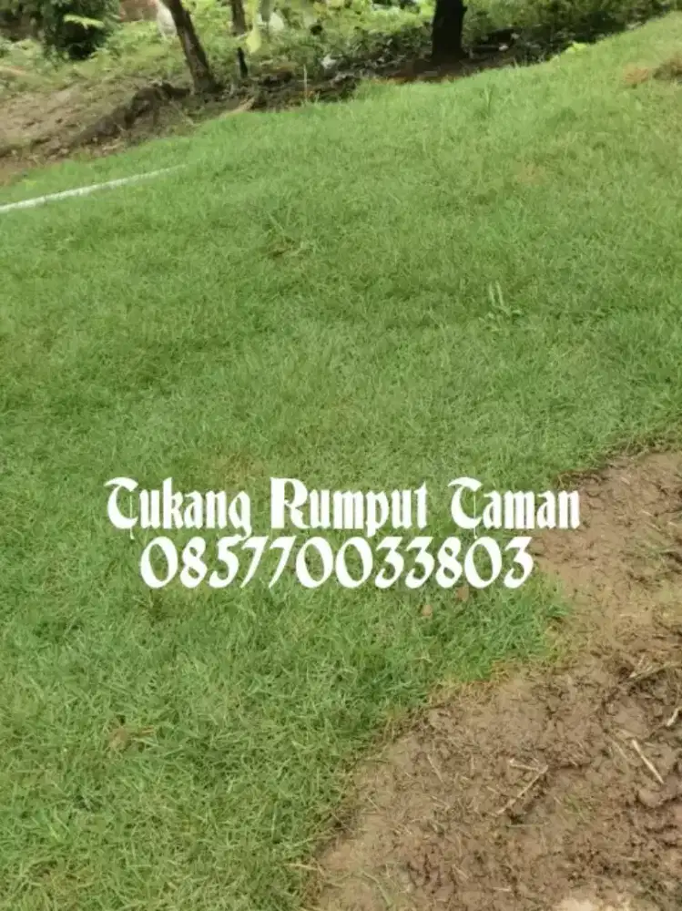 Rumput swiss hijau segar, Rumput Taman swiss permeter