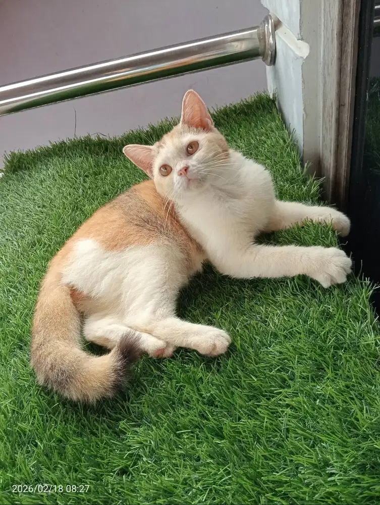 British shorthair betina