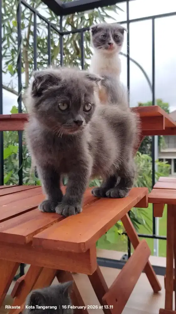 Scottish Fold double fold