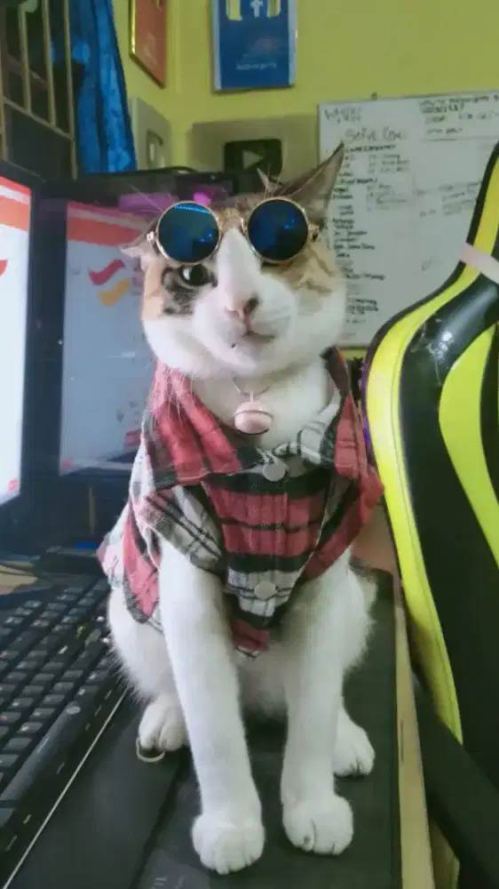 Kucing Calico Jantan Langka