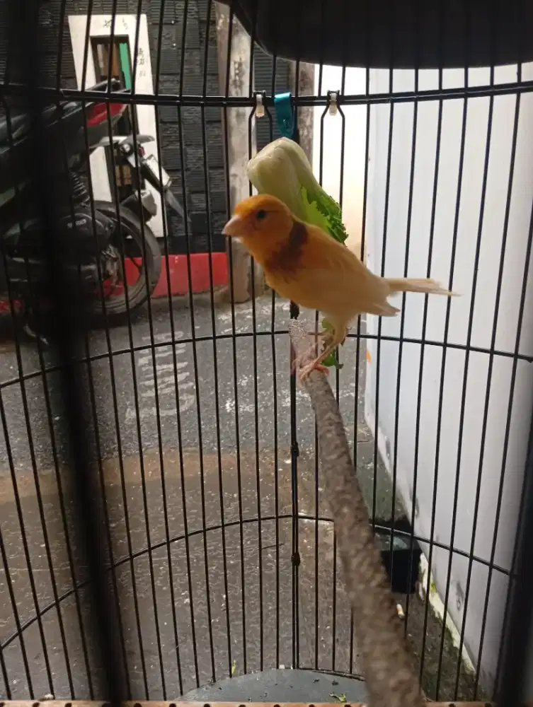 Kenari kalitan jantan