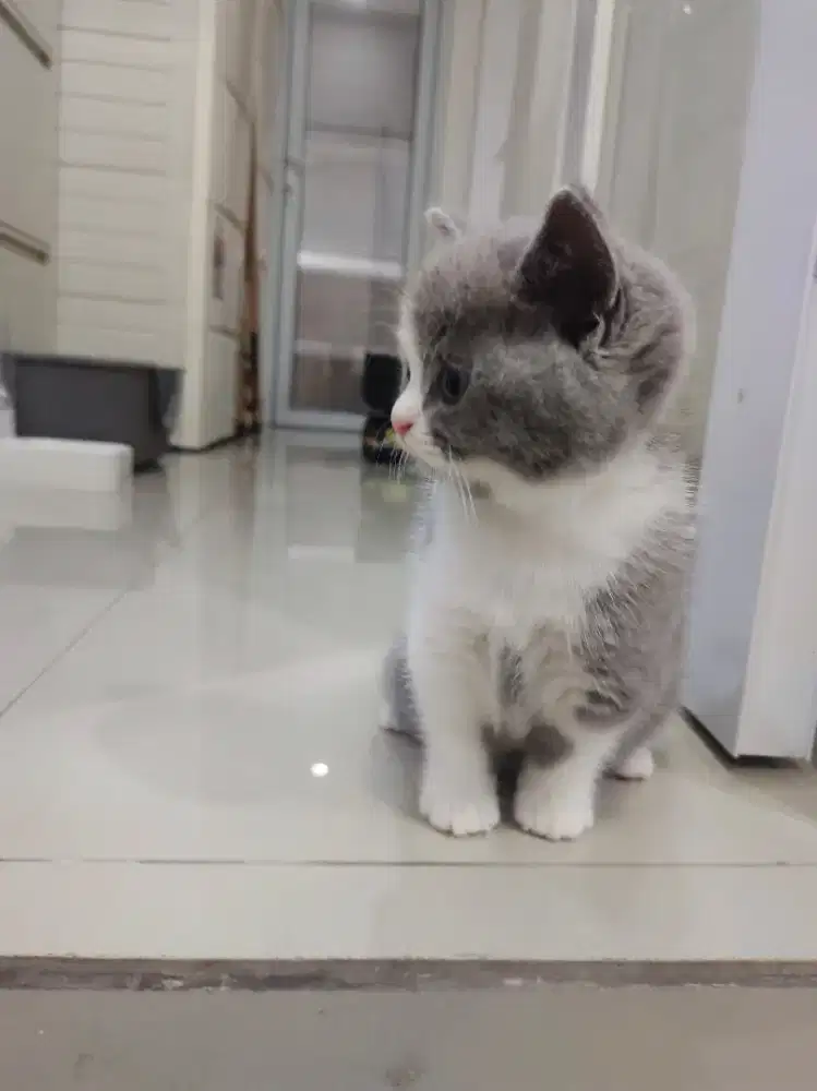 Kucing bico betina super gembul good anatomy