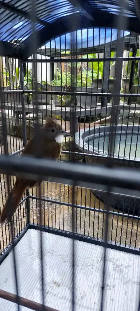 Cucak Jenggot Mantap