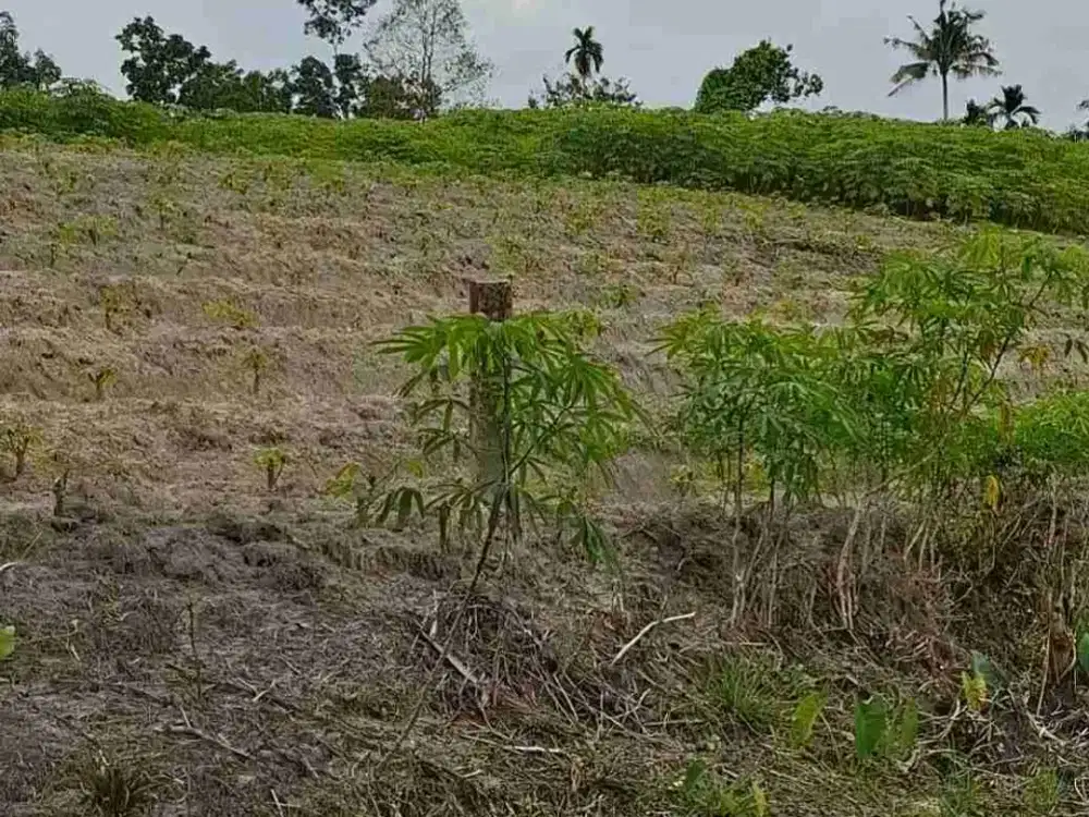 Tanah murah 6000m2 di kulim kota Pekanbaru