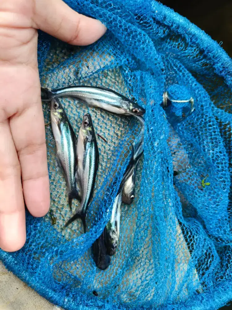 Bibit Ikan Patin Eceran