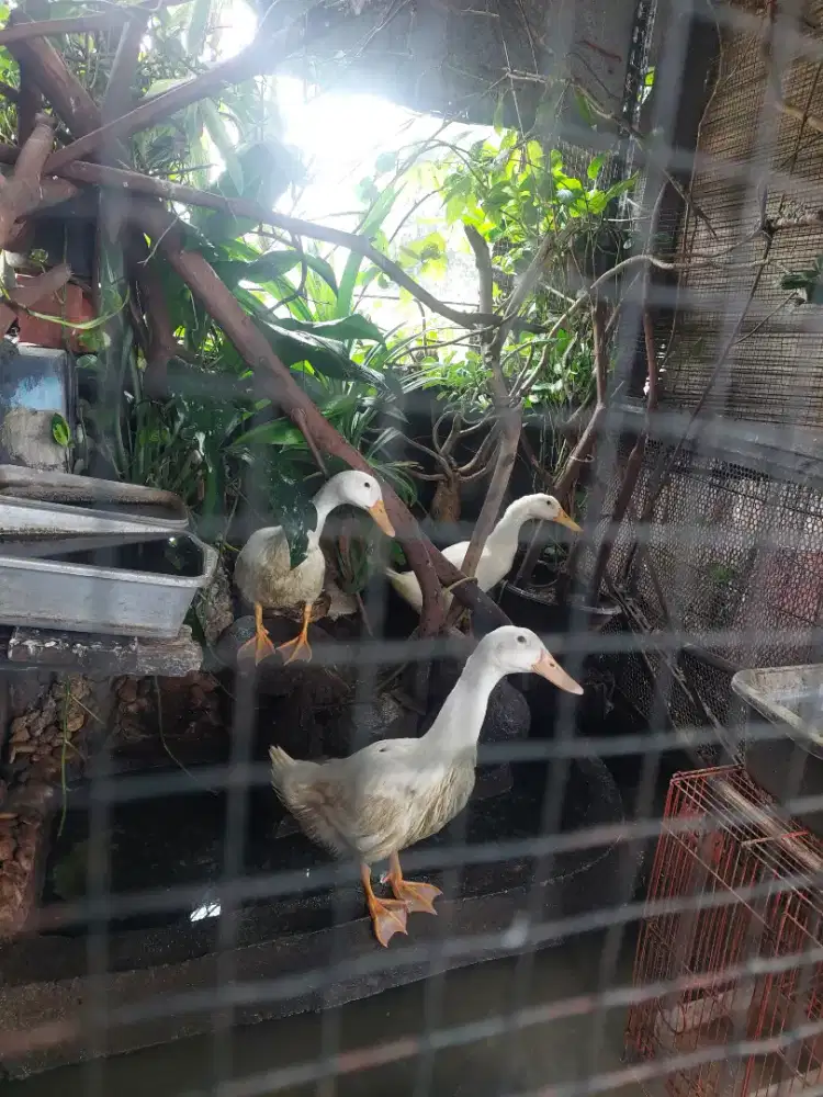 Bebek peking 3 bulan