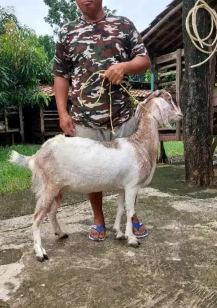 Kambing Besar Murah / Kambing Qurban