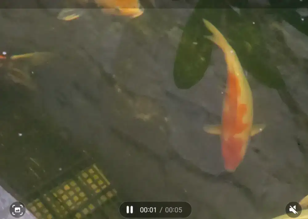 Ikan koi Kohaku ginrin