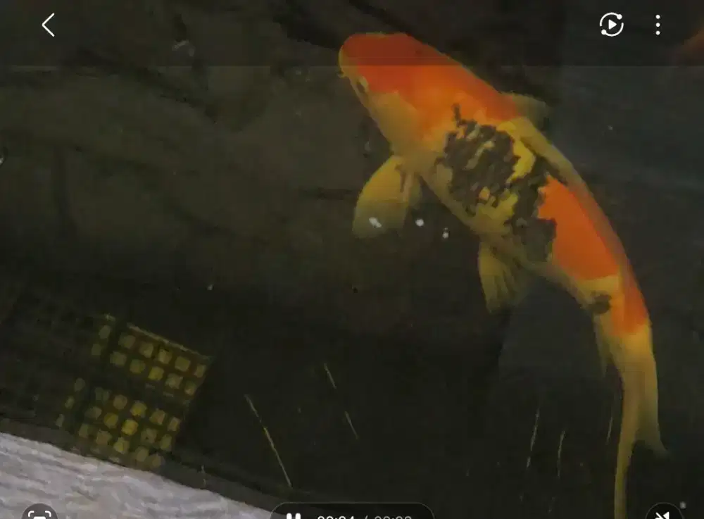 Ikan koi showa 50 cm