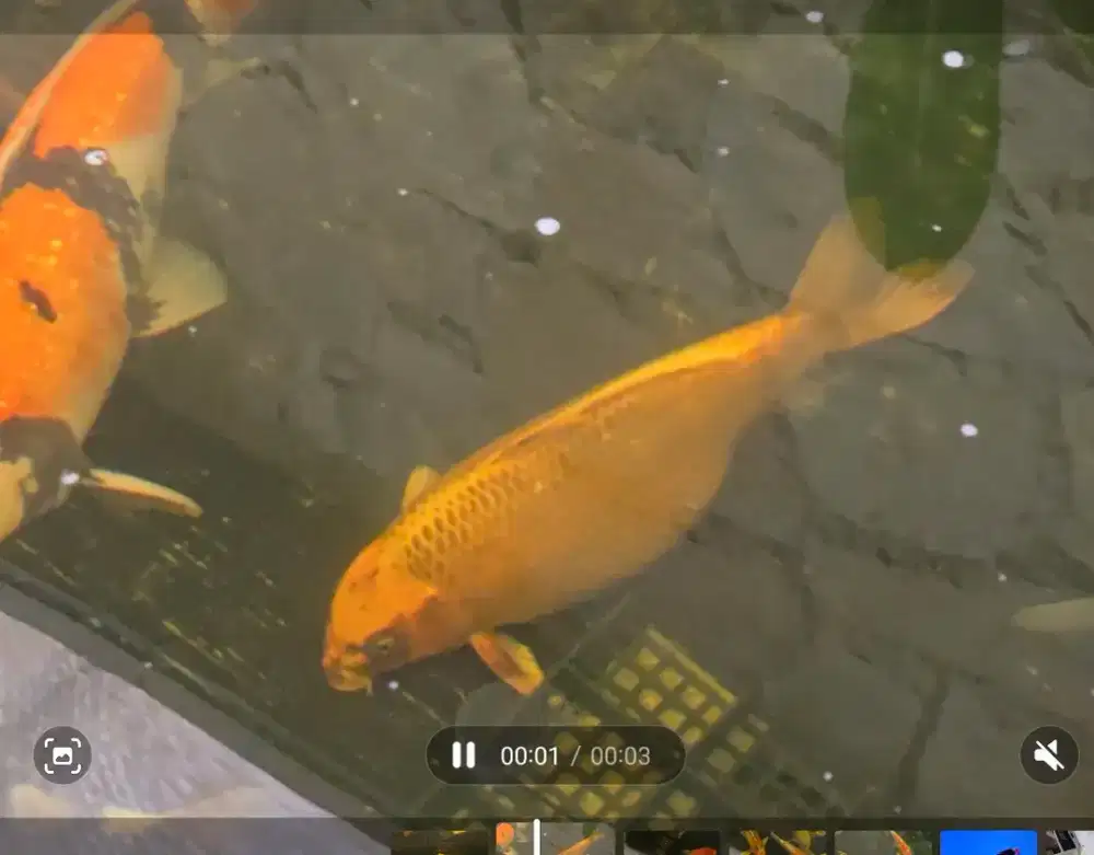 Ikan koi Matsuba 45 cm