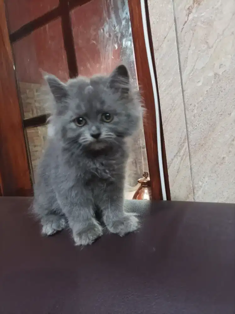 Kitten anakan BSH