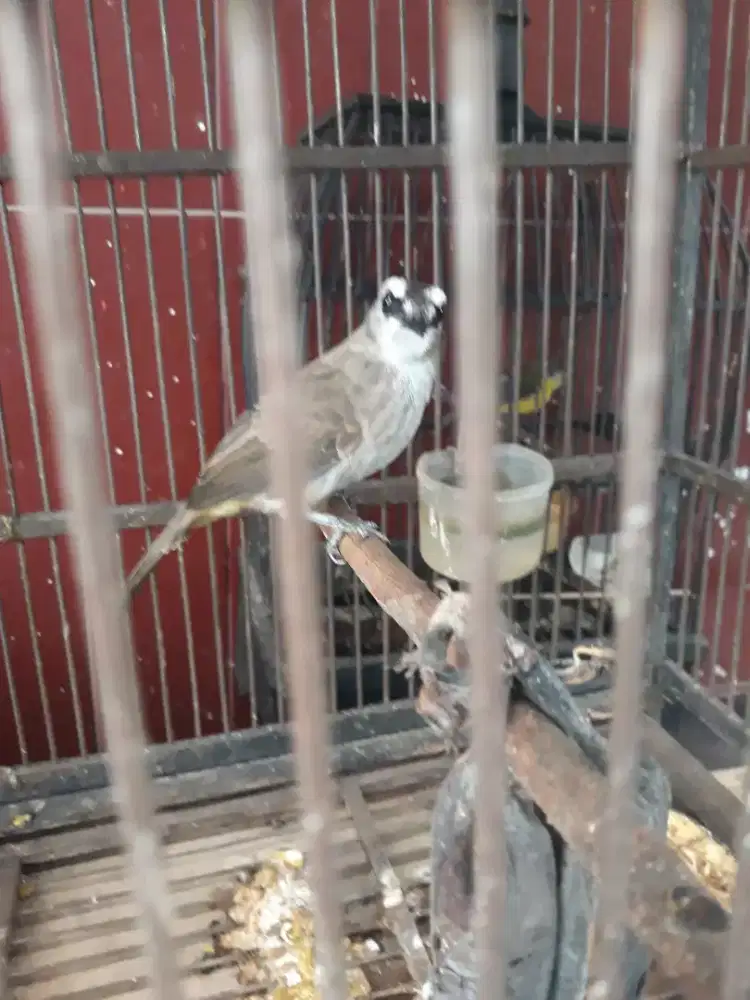 jogjog jawa rawatan mulus bunyi