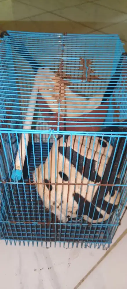 di jual kandang hamster/kelinci atau lain
