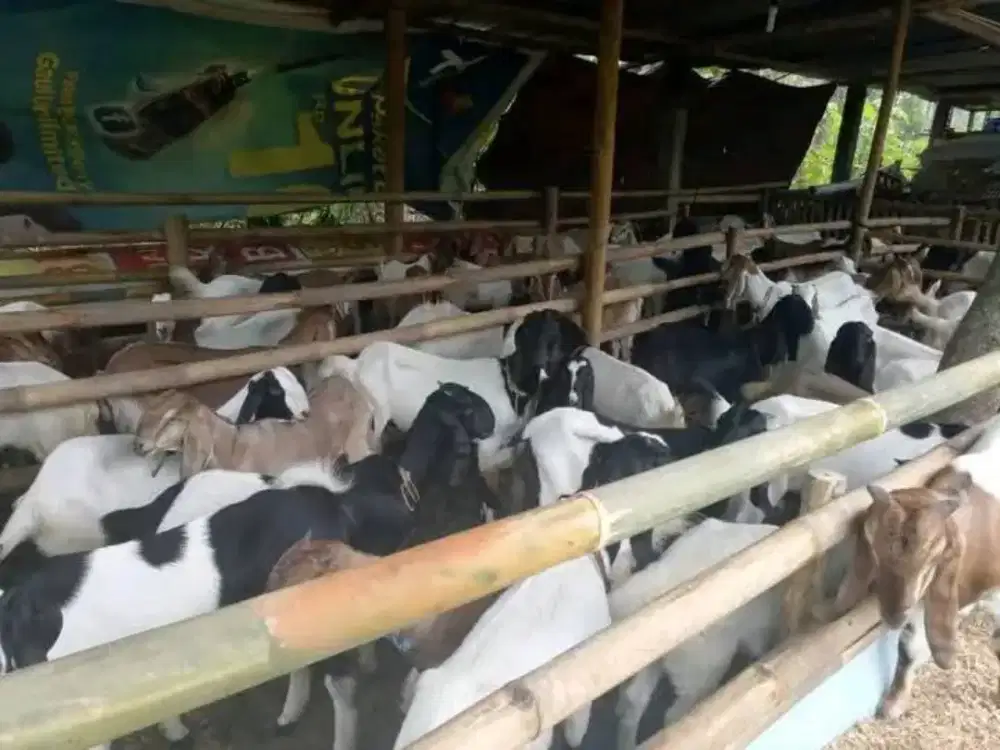 Catering aqeqah Bagir