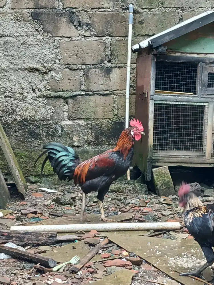 Jago Muda Ayam Kampung Jangkung