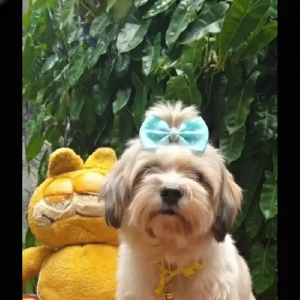 Anjing maltis mix shintzhu  betina 1thn