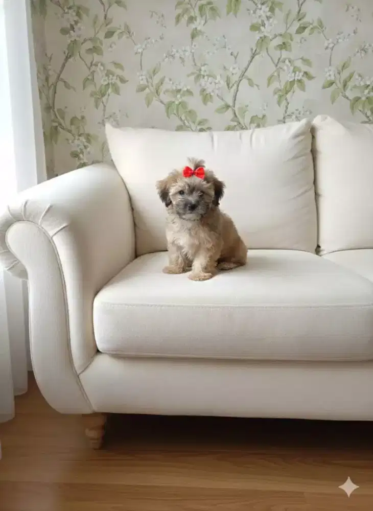 Anjing shintzhu mix maltis betina 2bln