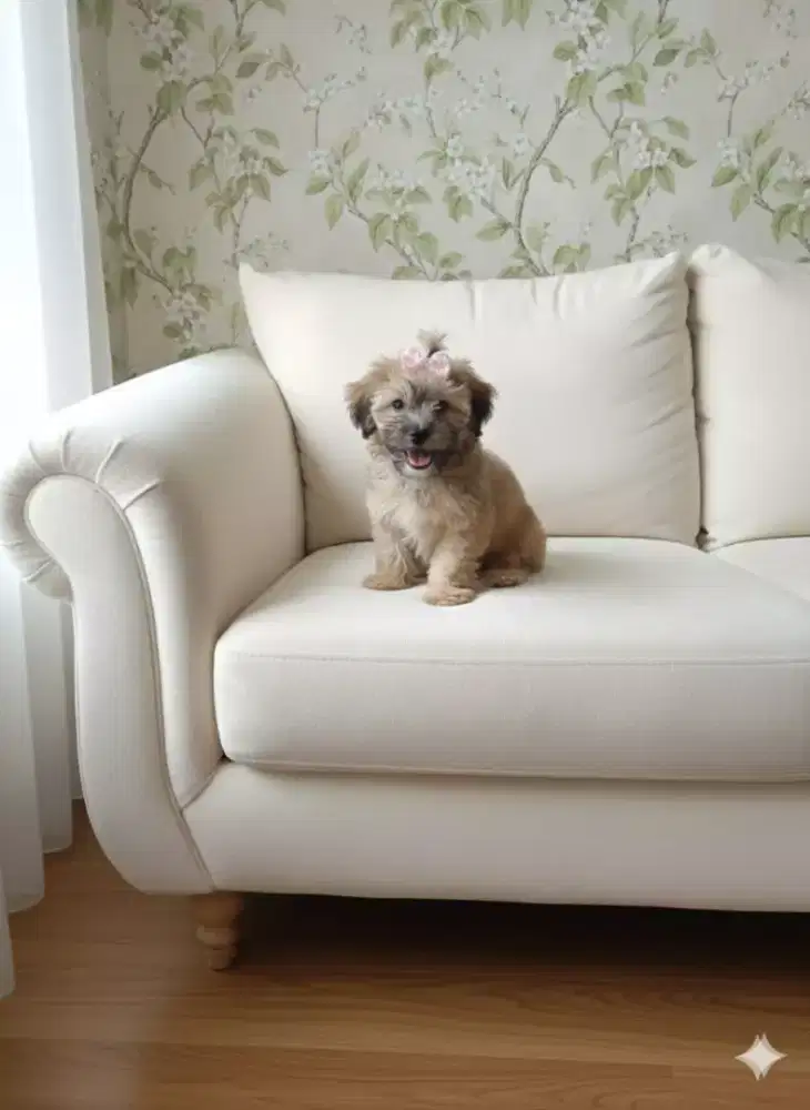 Anjing maltis mix shintzhu 2bulan