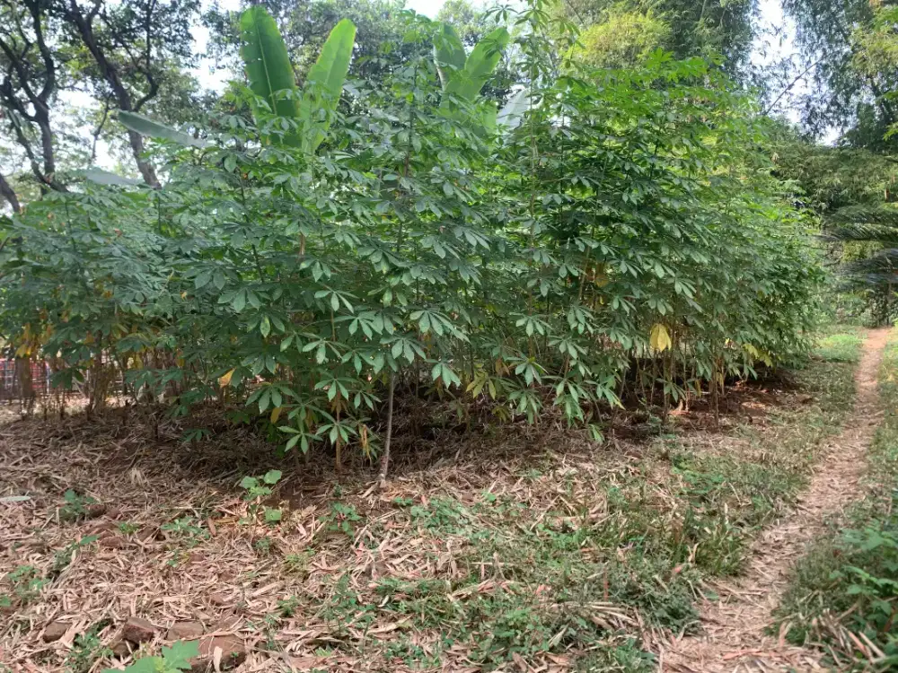 Di jual tanah kutogirang Ngoro mojokerto