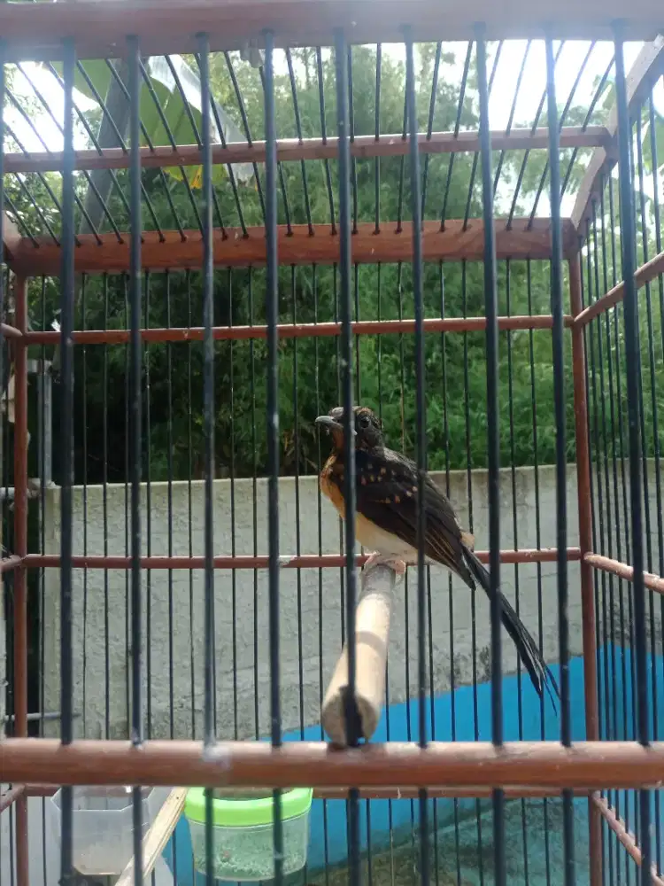 MURAI TROTOL TRAH BAHOROK