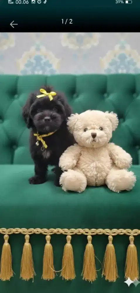 Anjing maltis mix shintzhu 5bln betina