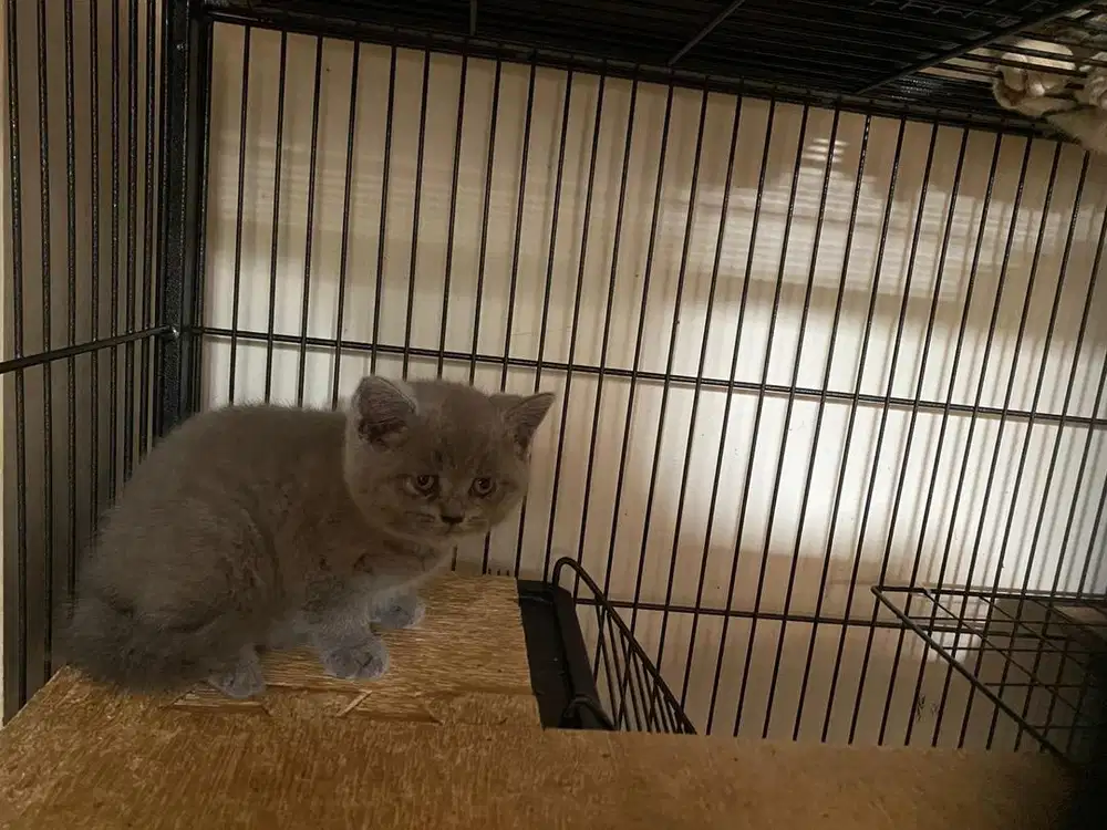 British shorthair blue solid