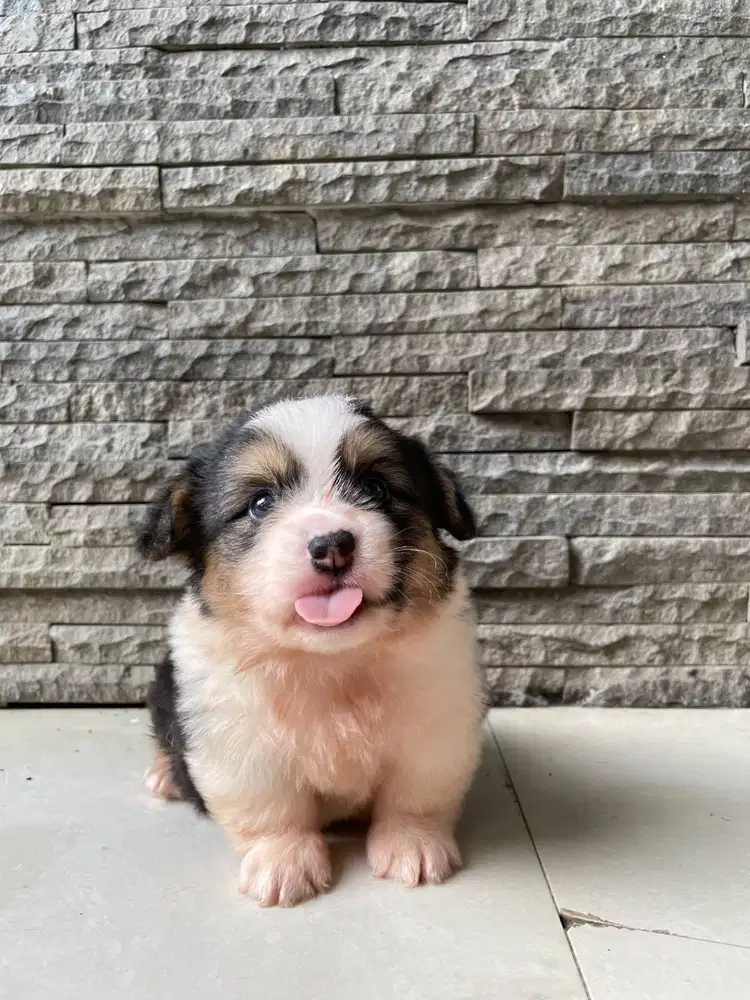 Open Book Grumpy Male Tricolor Fluffy Corgi Superior Quality