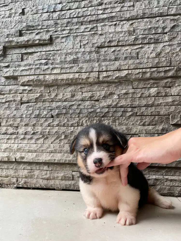 Open Book Handsome Male Tricolor Fluffy Corgi Superior Quality