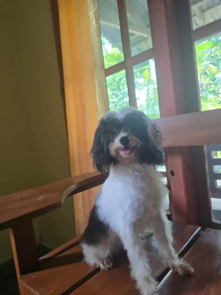 Dua Anjing Matipoo Jantan dan Betina