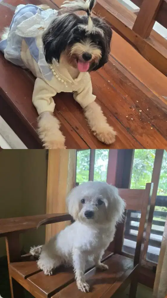 Dua Anjing Matipoo Jantan dan Betina