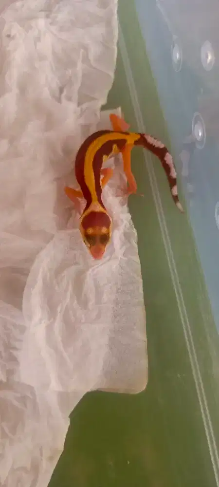 Leopard gecko bagus anakan black night