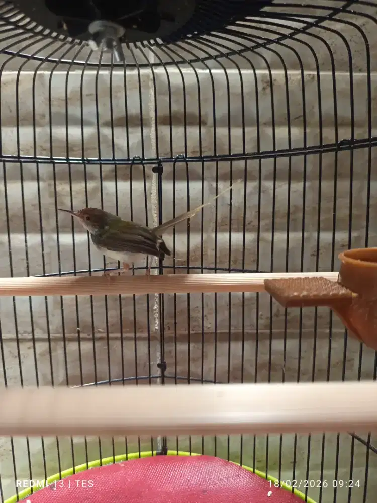 Burung Prenjak Lumut