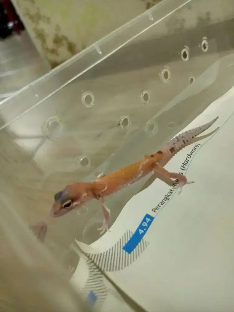 Leopard gecko mata ruby anakan black night