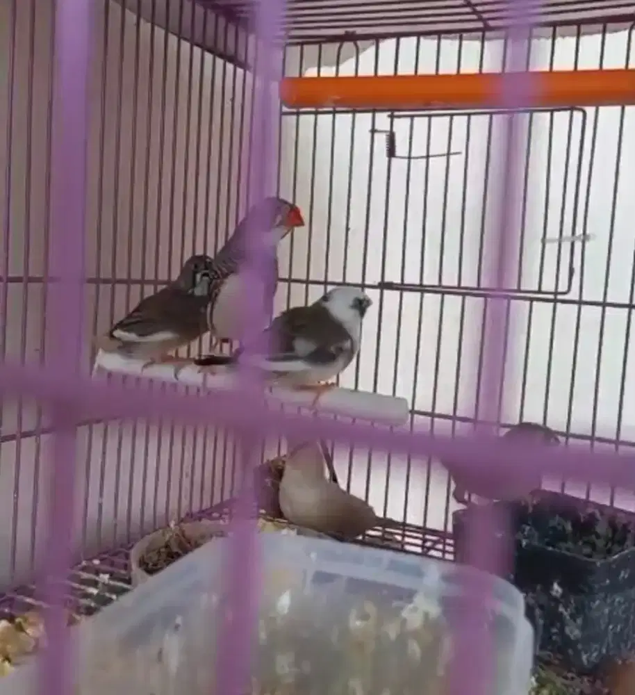 Burung zebrafinch sepasang plus 3 anak