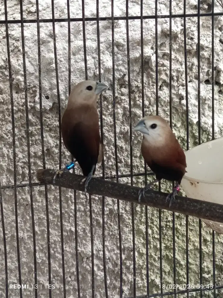 Bondol haji isian kenari