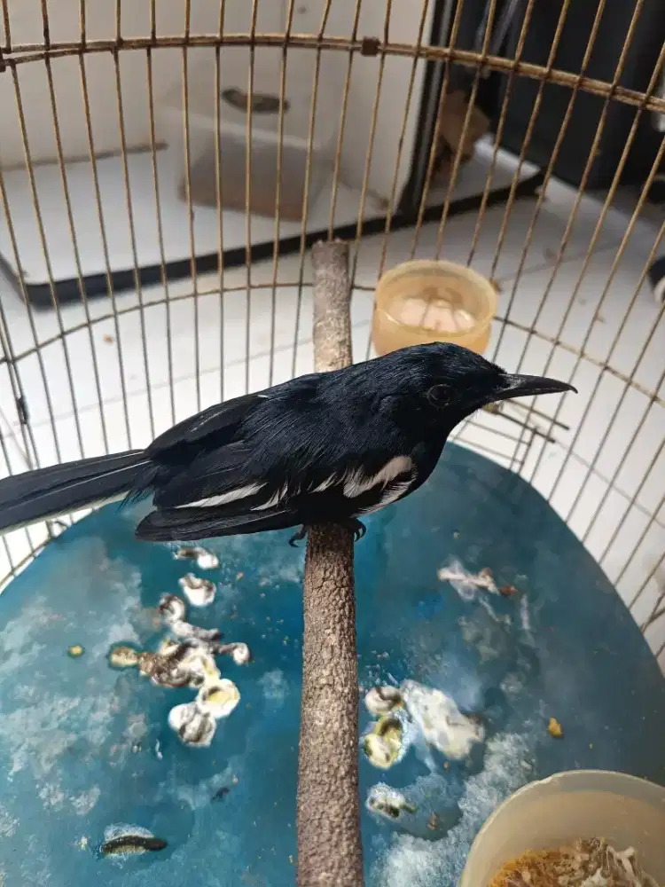 Kacer Jantan Prospek Fullset